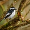 Lejsek cernobily - Ficedula westermanni - Little Pied Flycatcher o5663